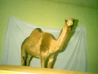 A camel