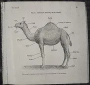 Diagram of a camel