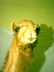 A camel, photographed from the front